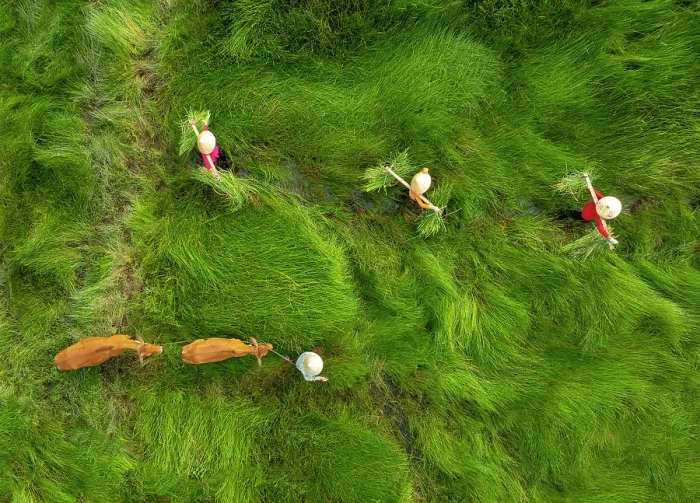 Framed Print : Family and their cows crossing sedge grass field, near Hoi An, Central Vietnam
