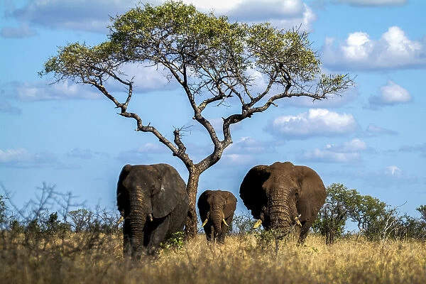 Family of elephants among the tall grass of the African savanna with plant of acacia