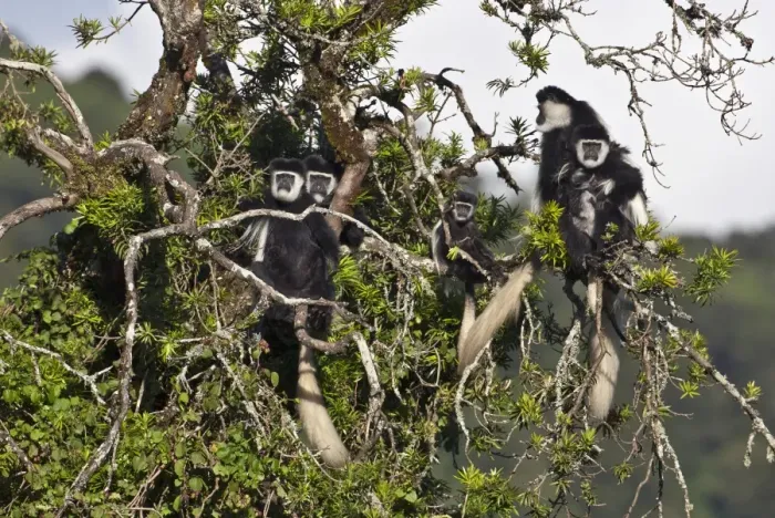 Framed Print : A family group of black and white Guereza Colobus monkeys in the forests of the Aberdare Mountains Framed Print : A family group of black and white Guereza Colobus monkeys in the forests of the Aberdare Mountains