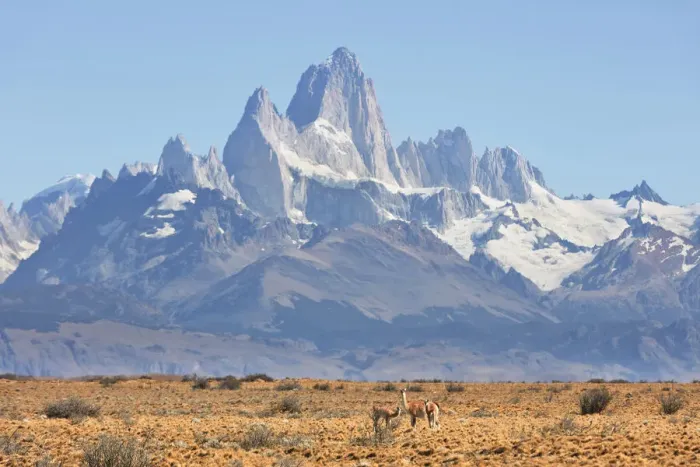 Framed Print : A family of guanacos with the Mount Fitz Roy in the background Framed Print : A family of guanacos with the Mount Fitz Roy in the background