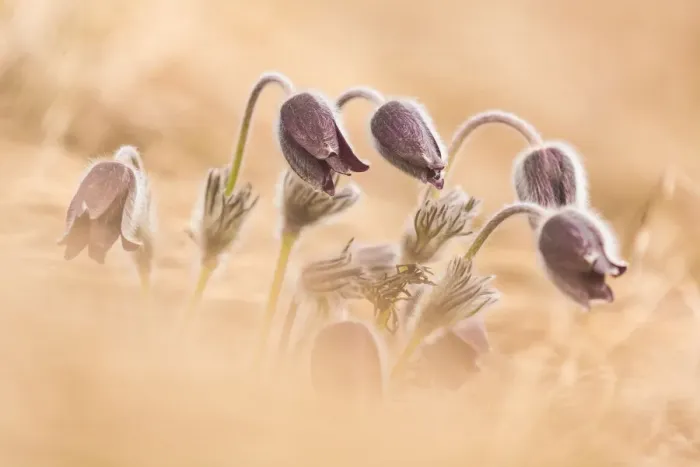 Framed Print : A family of pulsatilla montana in Trentino, Italy Framed Print : A family of pulsatilla montana in Trentino, Italy