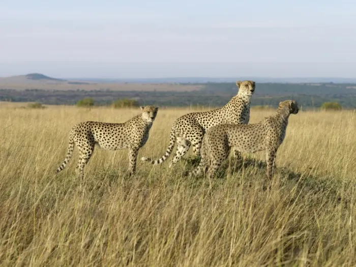 Framed Print : A family of three young cheetahs stand on a termite Framed Print : A family of three young cheetahs stand on a termite