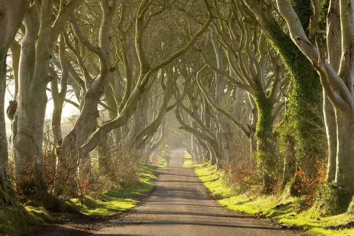 Framed Print : The famous avenue of beech trees, The Dark Hedges, near Stranocum, County Antrim, Northern Ireland. Spring (March) 2024 Framed Print : The famous avenue of beech trees, The Dark Hedges, near Stranocum, County Antrim, Northern Ireland. Spring (March) 2024