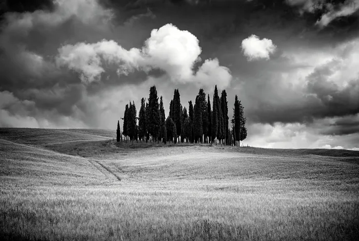 Framed Print : The famous Clump of cypress trees in stormy weather, Val d'Orcia, near San Quirico d'Orcia, Tuscany, Italy Framed Print : The famous Clump of cypress trees in stormy weather, Val d'Orcia, near San Quirico d'Orcia, Tuscany, Italy