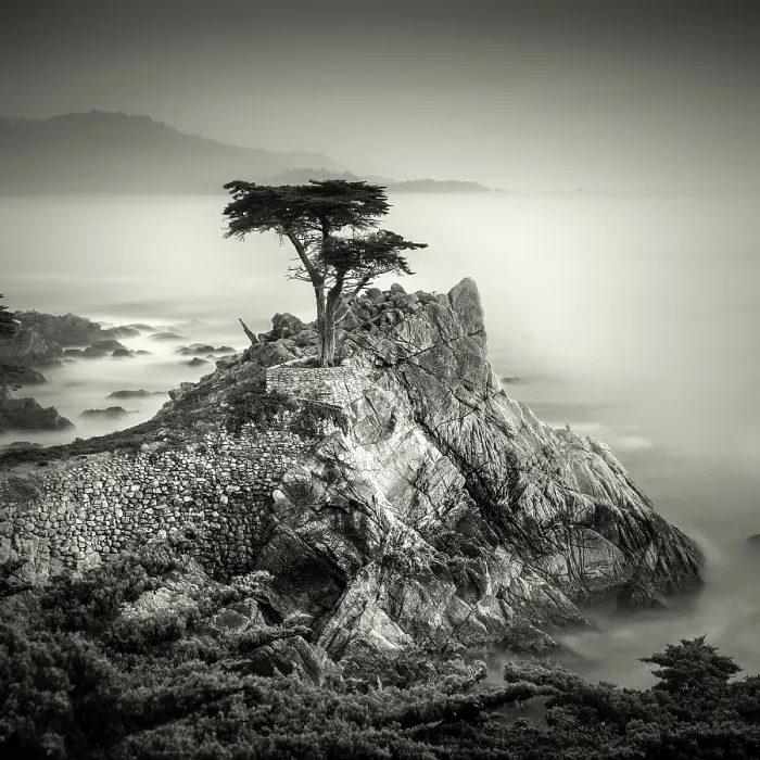 Framed Print : The famous Lone Monterey cypress, Pebble Beach, California, USA Framed Print : The famous Lone Monterey cypress, Pebble Beach, California, USA