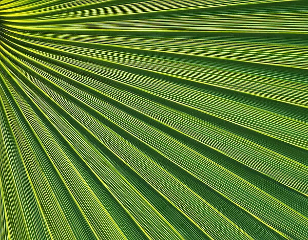 Fan Palm Patterns, Arizona, USA