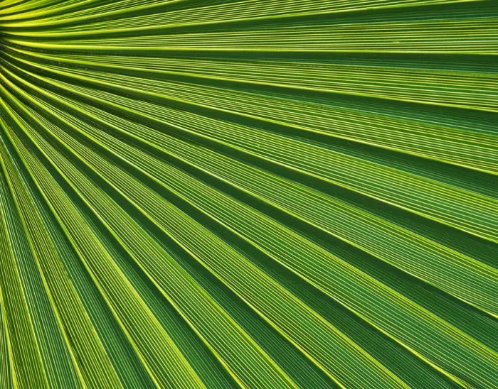 Framed Print : Fan Palm Patterns, Arizona, USA Framed Print : Fan Palm Patterns, Arizona, USA