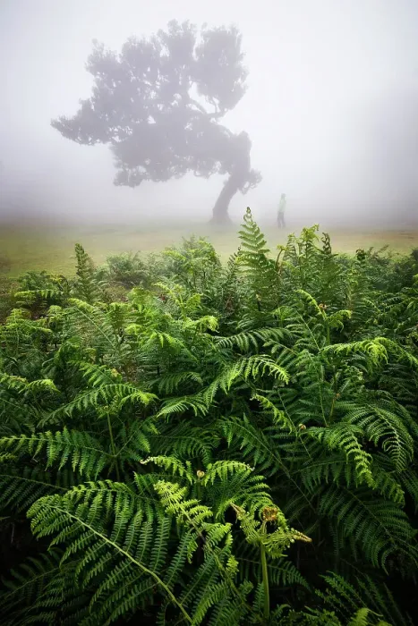 Framed Print : Fanal Forest during a foggy spring day, Porto Moniz, Madeira, Portugal (MR) Framed Print : Fanal Forest during a foggy spring day, Porto Moniz, Madeira, Portugal (MR)