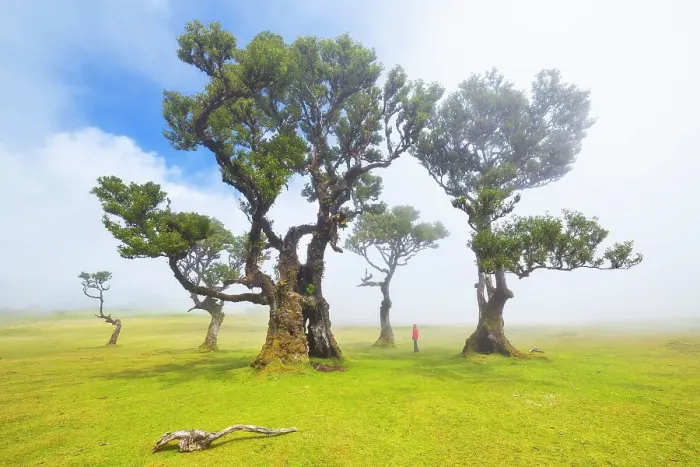 Framed Print : Fanal Forest during a foggy spring day, Porto Moniz, Madeira, Portugal (MR) Framed Print : Fanal Forest during a foggy spring day, Porto Moniz, Madeira, Portugal (MR)