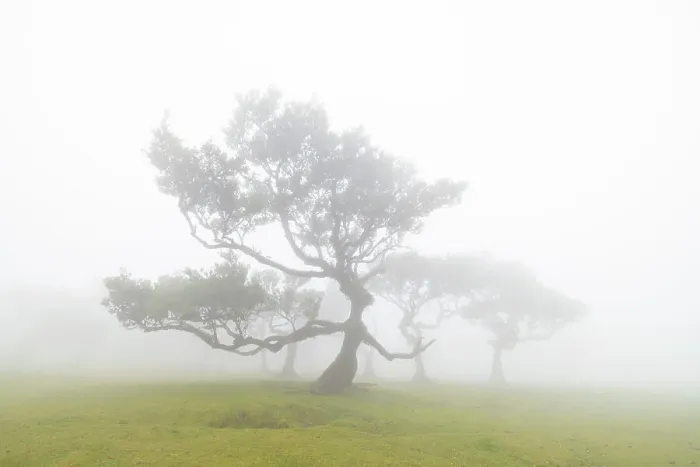 Framed Print : Fanal Forest & laurisilva trees, Porto Moniz, Madeira, Portugal Framed Print : Fanal Forest & laurisilva trees, Porto Moniz, Madeira, Portugal