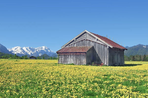 Farm barn on dandelion meadow - Germany, Bavaria, Upper Bavaria, Garmisch-Partenkirchen