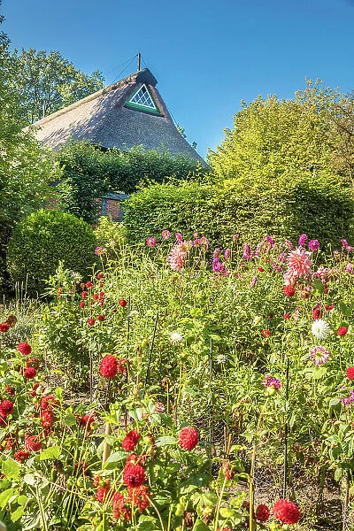 Farm garden in the Ammerlaender Farmhouse open-air museum, Bad Zwischenahn, Oldenburger Land, Lower Saxony, Germany
