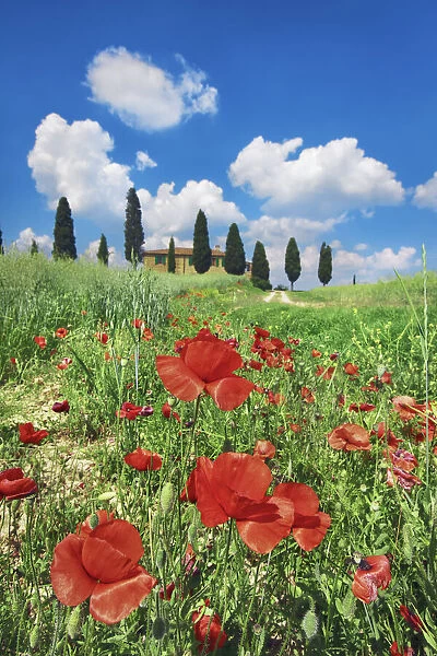 Farm house with cypresses and poppies - Italy, Tuscany, Siena, Val d Orcia