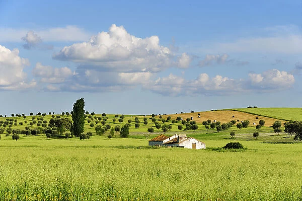 A farm in the vast plains of Alentejo, Portugal