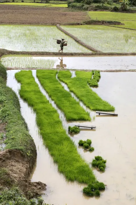 Framed Print : A farmer carries baskets of rice plants ready to plant, Luang Prabang Province, Laos Framed Print : A farmer carries baskets of rice plants ready to plant, Luang Prabang Province, Laos