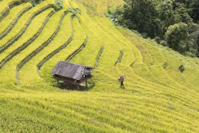 Framed Print : A farmer carries a box towards a stilt hut to harvest the rice, Mu Cang Chai, Yen Framed Print : A farmer carries a box towards a stilt hut to harvest the rice, Mu Cang Chai, Yen