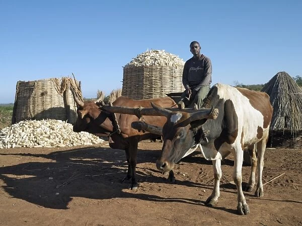 A farmer and his ox cart with a bountiful harvest of maize in the background