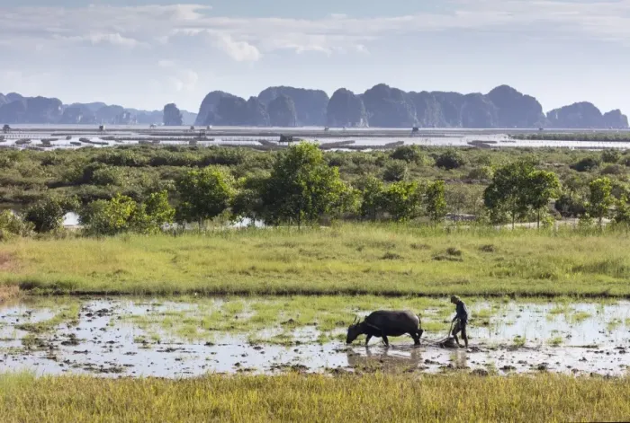 Framed Print : A farmer ploughs a paddy field using a water buffalo, Halong Bay, Ha Long Bay, Quang Ninh Province Framed Print : A farmer ploughs a paddy field using a water buffalo, Halong Bay, Ha Long Bay, Quang Ninh Province
