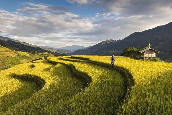 A farmer walks amongst the rice terraces at harvest time, Mu Cang Chai Yen Bai Province