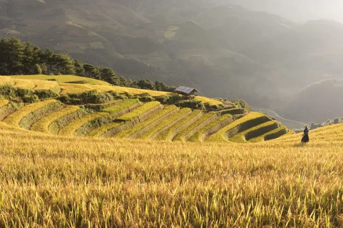 Framed Print : A farmer walks towards a stilt hut surrounded by rice terraces at harvest time, Mu