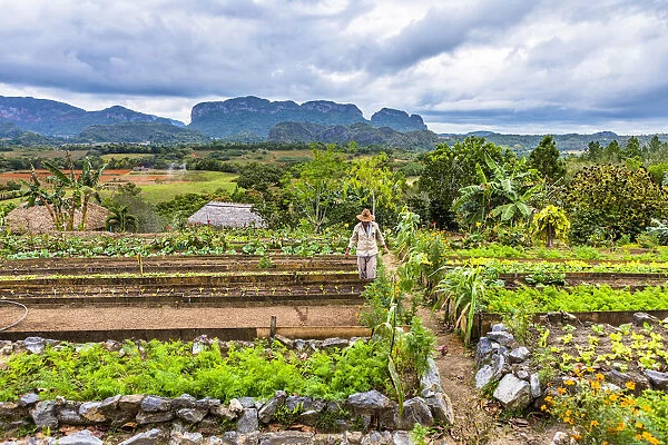 A farmer working in farm overlooking Vinales Valley, Pinar del Rio Province, Cuba