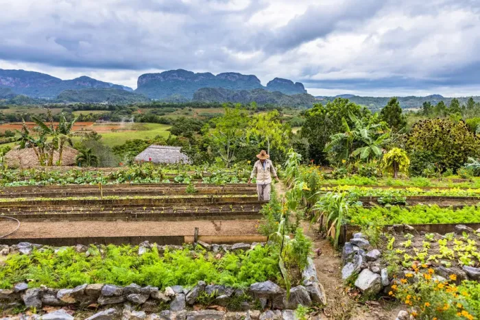 Framed Print : A farmer working in farm overlooking Vinales Valley, Pinar del Rio Province, Cuba Framed Print : A farmer working in farm overlooking Vinales Valley, Pinar del Rio Province, Cuba