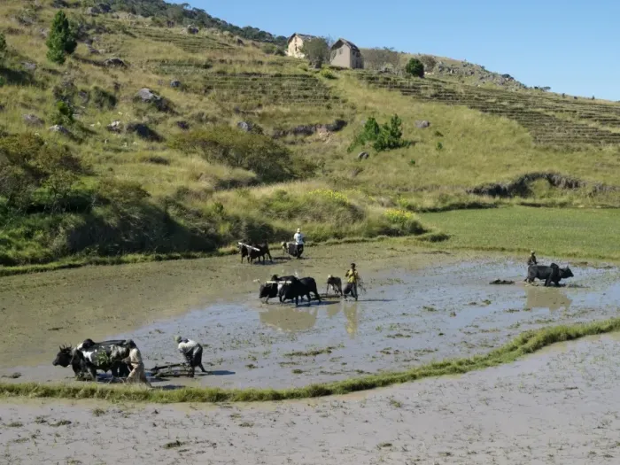 Framed Print : Farmers use tines pulled by oxen to prepare rice paddies for planting Framed Print : Farmers use tines pulled by oxen to prepare rice paddies for planting