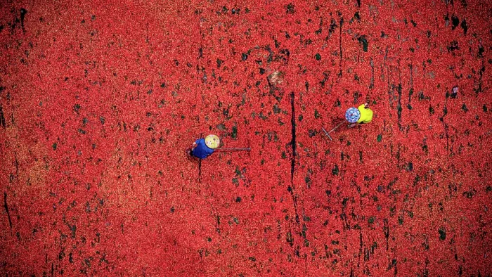 Framed Print : Farmers working with red chili peppers in drying fields, Vietnam. (MR) Framed Print : Farmers working with red chili peppers in drying fields, Vietnam. (MR)