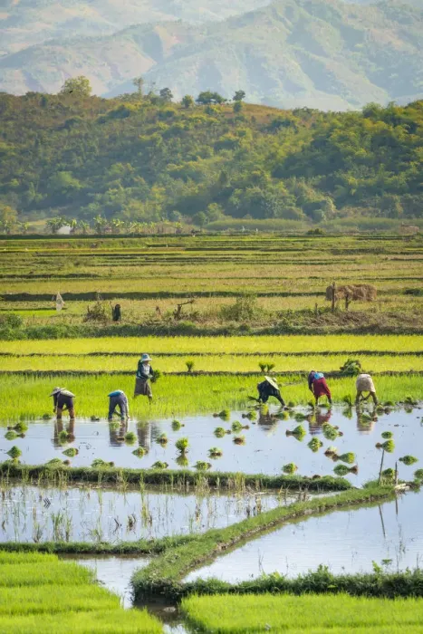 Framed Print : Farmers working on a rice field near Kengtung, Kengtung Township, Kengtung District Framed Print : Farmers working on a rice field near Kengtung, Kengtung Township, Kengtung District