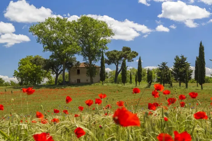 Framed Print : Farmhouse and field of poppies, Tuscany, Italy Framed Print : Farmhouse and field of poppies, Tuscany, Italy