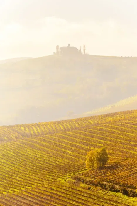 Framed Print : Farmhouse in the fog with autumn colors in the vineyards Framed Print : Farmhouse in the fog with autumn colors in the vineyards