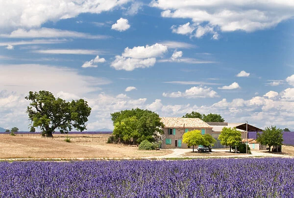 Farmhouse in a lavender field, Provence, France