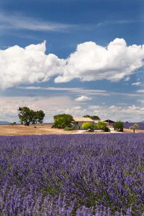 Framed Print : Farmhouse in a lavender field, Provence, France Framed Print : Farmhouse in a lavender field, Provence, France