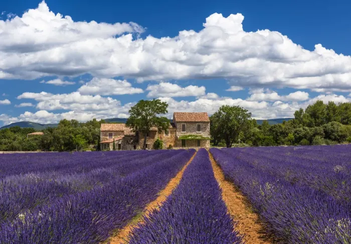 Framed Print : Farmhouse and lavender in Vaucluse, Provence, France Framed Print : Farmhouse and lavender in Vaucluse, Provence, France