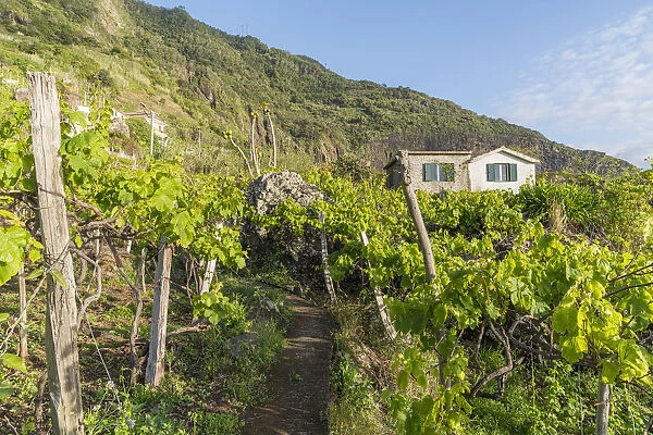 Farmhouse surrounded by grapevine. Faial, Santana municipality, Madeira Island, Portugal