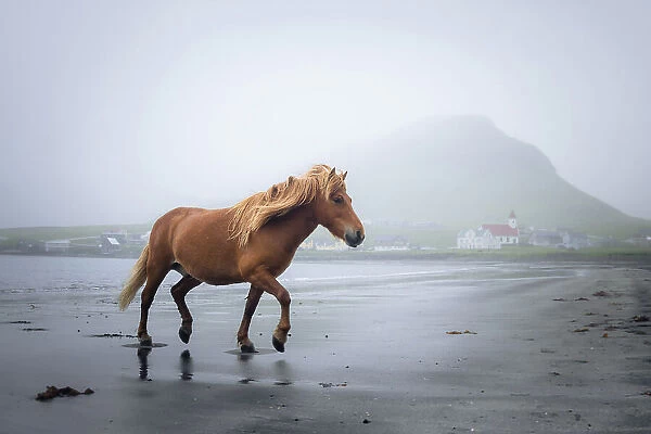 A Faroese horse on the beach of Hvalba. Island of Suðuroy. Faroe Islands