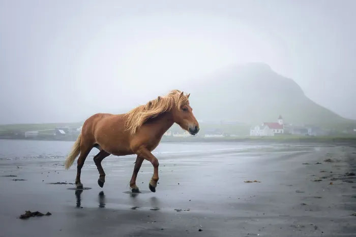 Framed Print : A Faroese horse on the beach of Hvalba. Island of Suðuroy. Faroe Islands Framed Print : A Faroese horse on the beach of Hvalba. Island of Suðuroy. Faroe Islands
