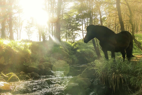 A Faroese horse standing in front of a river in a wood in the village of Trongisvagur. Island of Suðuroy. Faroe Islands