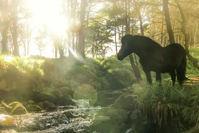 Framed Print : A Faroese horse standing in front of a river in a wood in the village of Trongisvagur. Island of Suðuroy. Faroe Islands Framed Print : A Faroese horse standing in front of a river in a wood in the village of Trongisvagur. Island of Suðuroy. Faroe Islands