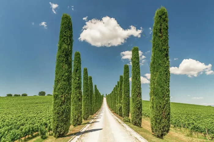 Framed Print : Fattoria Colsanto Vineyard, Bevagna, Umbria, Italy Framed Print : Fattoria Colsanto Vineyard, Bevagna, Umbria, Italy