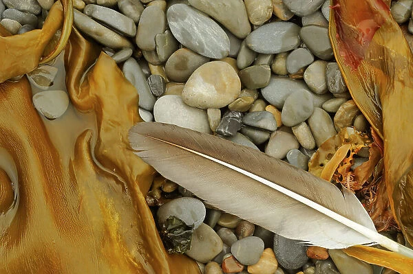 Feather, seaweed and rocks along the shoreline of the Atlantic Ocean Forillon National Park, Quebec, Canada