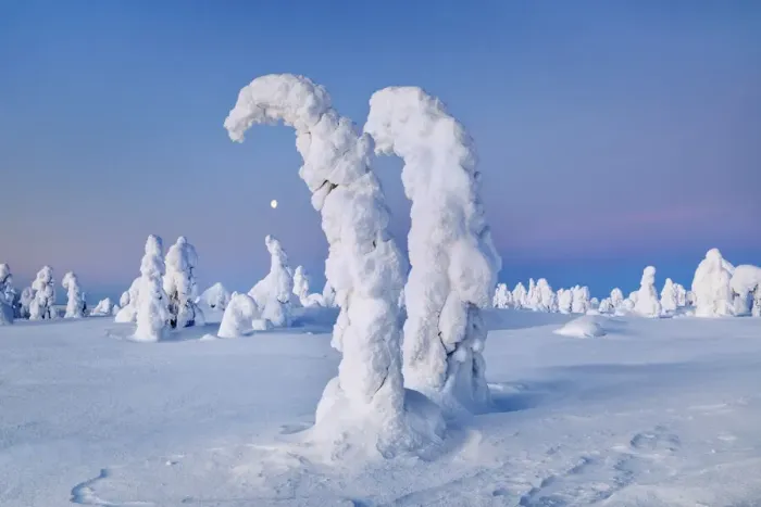 Framed Print : fell with snow covered spruces in winter - Finland, Eastern Lapland, Posio