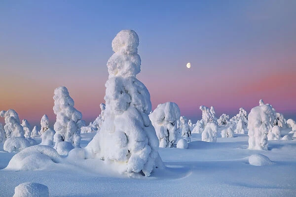 fell with snow covered spruces in winter - Finland, Eastern Lapland, Posio