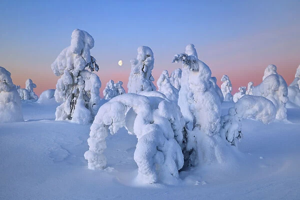 fell with snow covered spruces in winter - Finland, Eastern Lapland, Posio