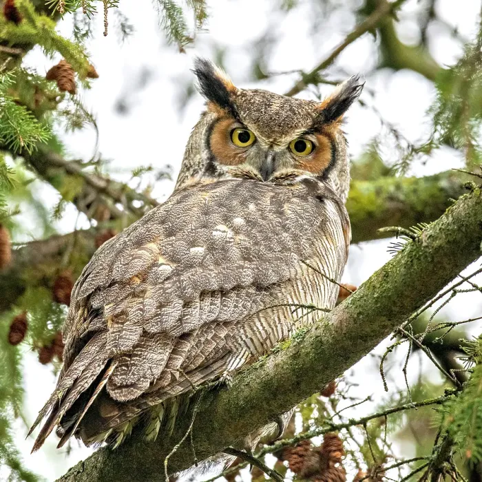 Framed Print : A femail great horned owl perhced in a tree in Ontario, Caanada Framed Print : A femail great horned owl perhced in a tree in Ontario, Caanada