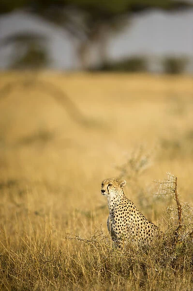 A female cheetah looking out frmo a termite mound, Serengeti Grumeti, Tanzania, Africa