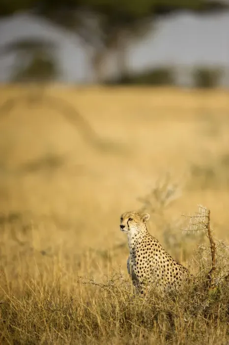 Framed Print : A female cheetah looking out frmo a termite mound, Serengeti Grumeti, Tanzania, Africa Framed Print : A female cheetah looking out frmo a termite mound, Serengeti Grumeti, Tanzania, Africa
