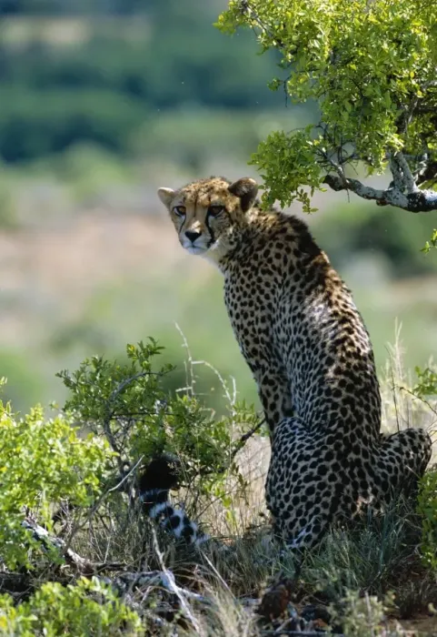Framed Print : A female cheetah rests in the shade at Kwandwe Private Game Reserve