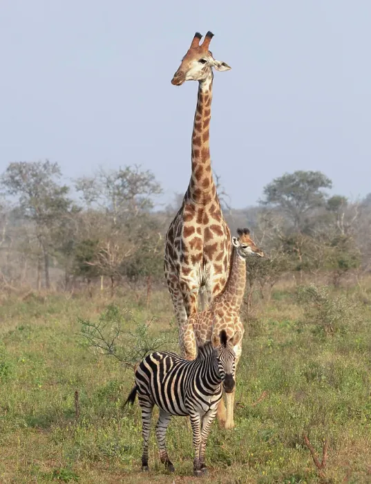 Framed Print : Female giraffe with calf and zebra, Zimanga Private Game Reserve, Natal, South Africa Framed Print : Female giraffe with calf and zebra, Zimanga Private Game Reserve, Natal, South Africa