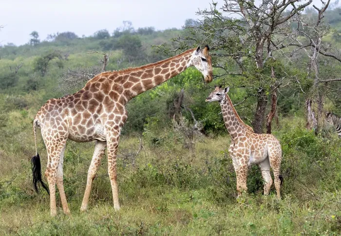 Framed Print : Female giraffe with calf, Zimanga Private Game Reserve, Natal, South Africa